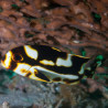 Plectorhinchus orientalis : 10 à 15 cm